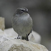 Ash-breasted Sierra Finch