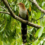 Squirrel Cuckoo