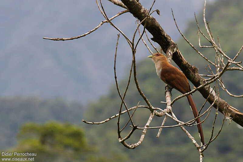 Piaye écureuiladulte, identification