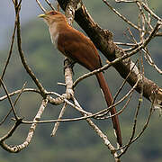 Squirrel Cuckoo