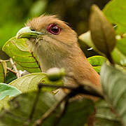 Squirrel Cuckoo