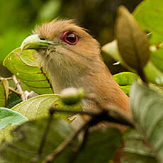 Piaye écureuil