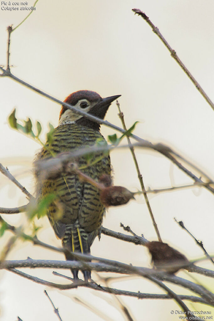 Black-necked Woodpecker