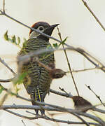 Black-necked Woodpecker