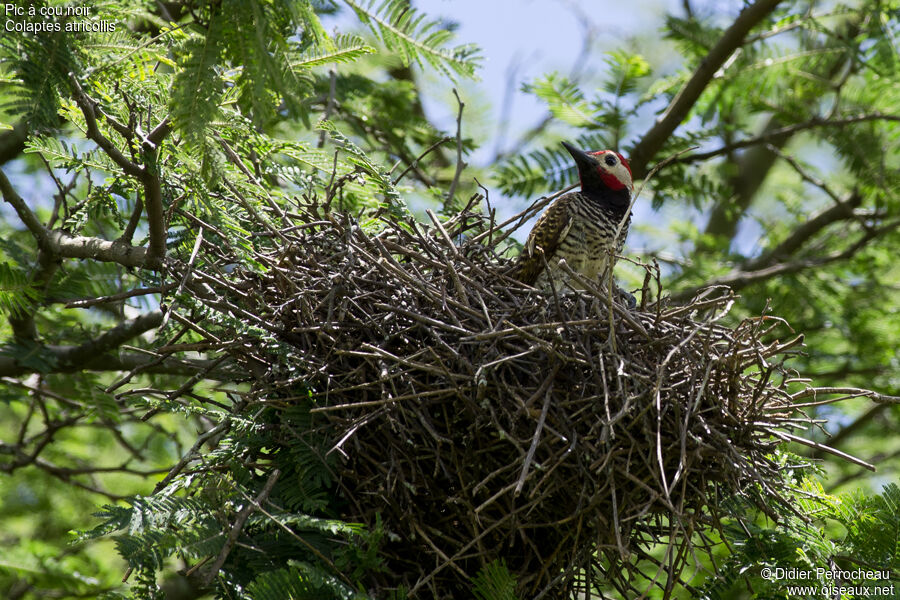 Black-necked Woodpecker