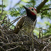 Black-necked Woodpecker