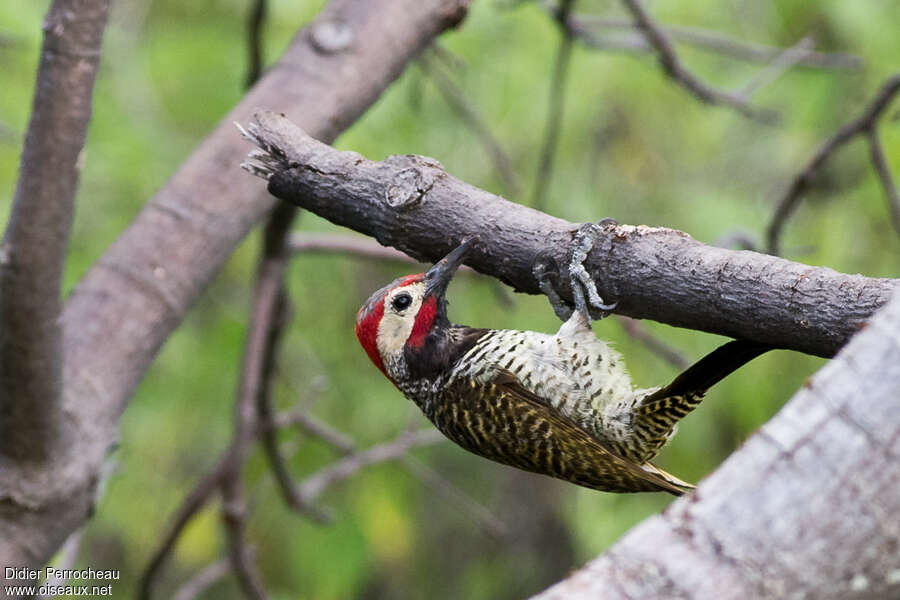 Black-necked Woodpecker male adult, identification