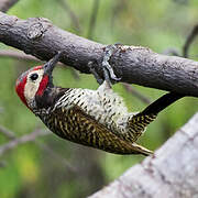 Black-necked Woodpecker