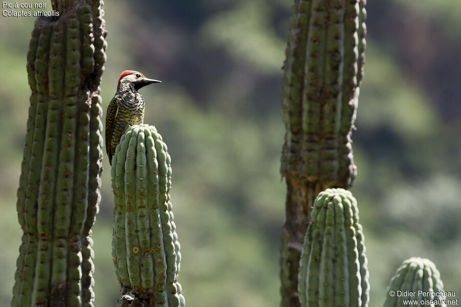 Black-necked Woodpecker