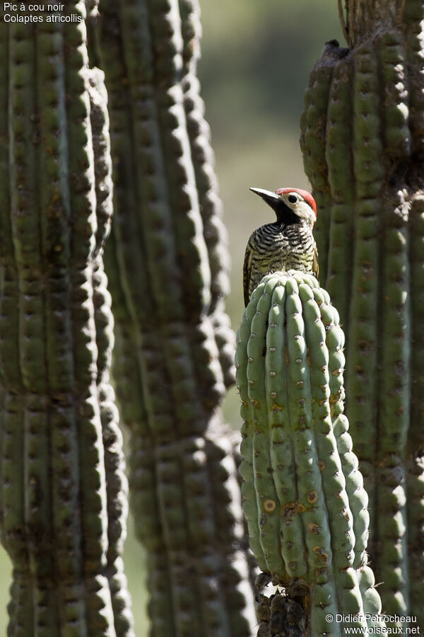 Black-necked Woodpecker