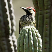 Black-necked Woodpecker