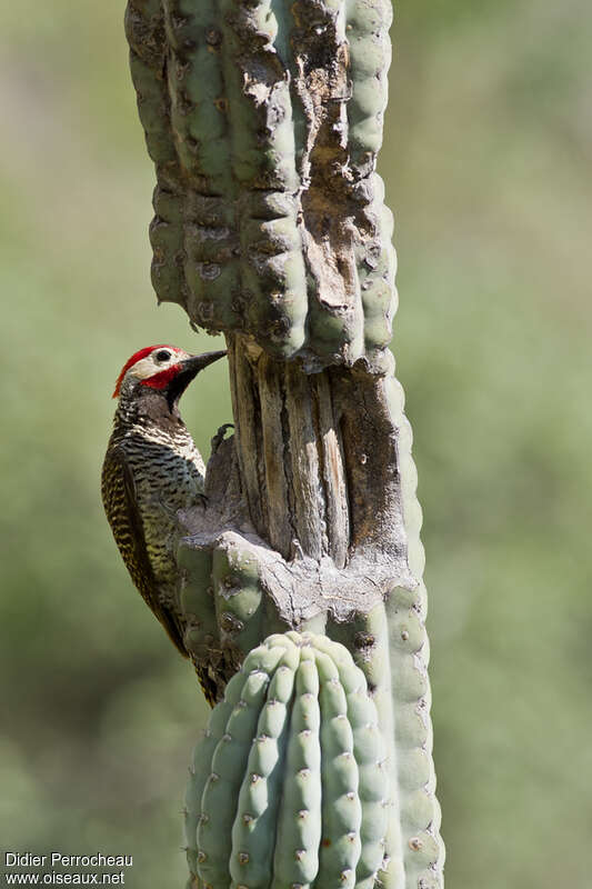 Black-necked Woodpecker male adult, identification