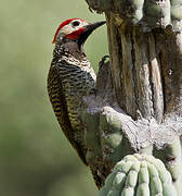 Black-necked Woodpecker