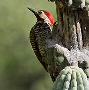 Black-necked Woodpecker