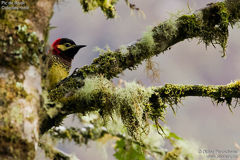 Crimson-mantled Woodpecker