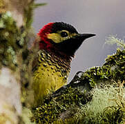 Crimson-mantled Woodpecker