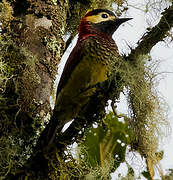 Crimson-mantled Woodpecker