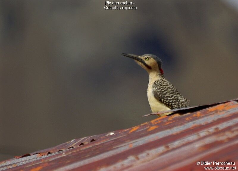 Andean Flicker