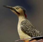 Andean Flicker