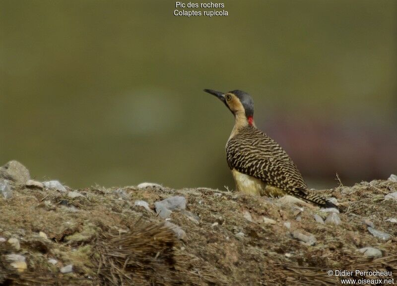 Andean Flicker