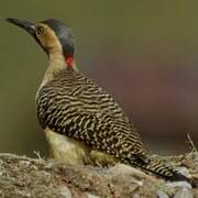 Andean Flicker