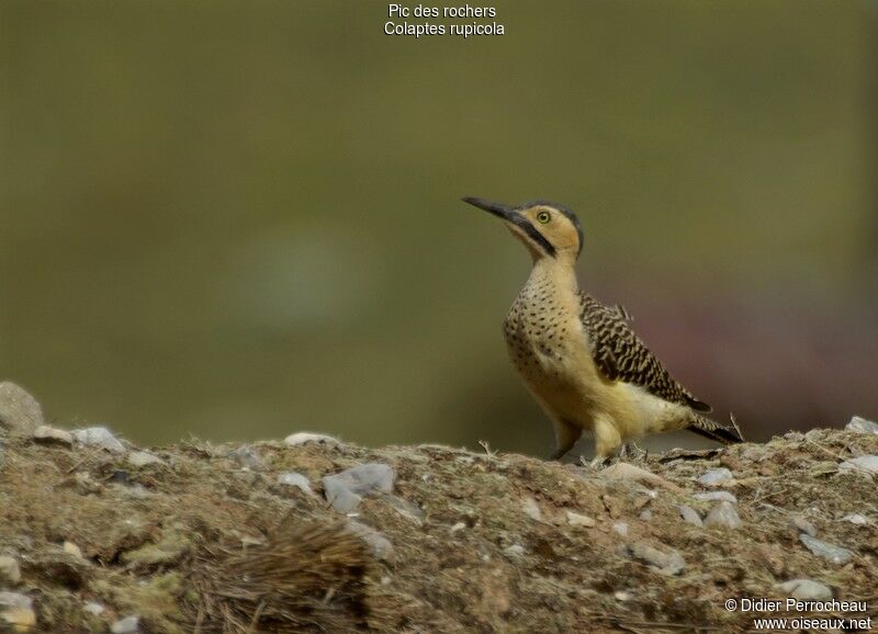 Andean Flicker