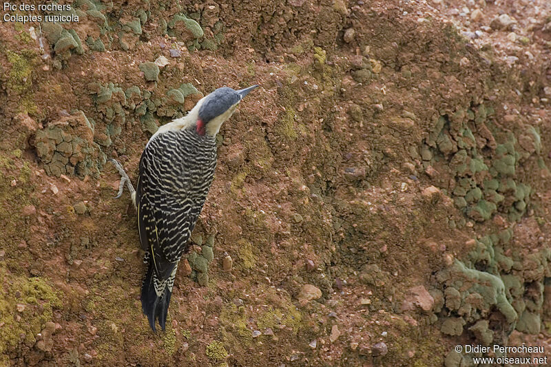 Andean Flicker, identification