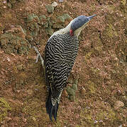 Andean Flicker