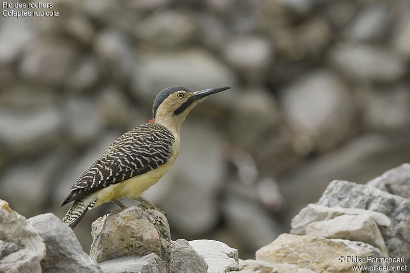 Andean Flicker, identification