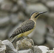 Andean Flicker