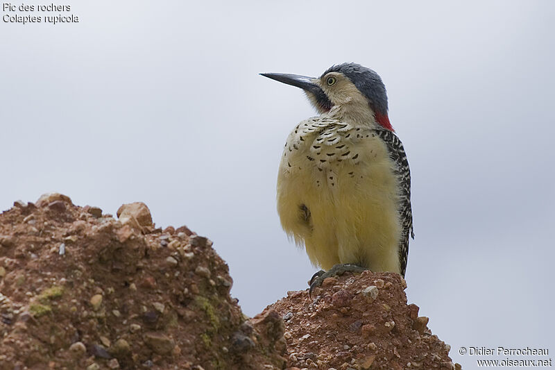 Andean Flicker