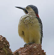 Andean Flicker