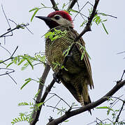 Golden-olive Woodpecker