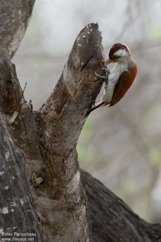 Scarlet-backed Woodpecker male adult, identification