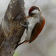 Scarlet-backed Woodpecker