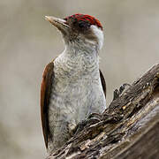 Scarlet-backed Woodpecker