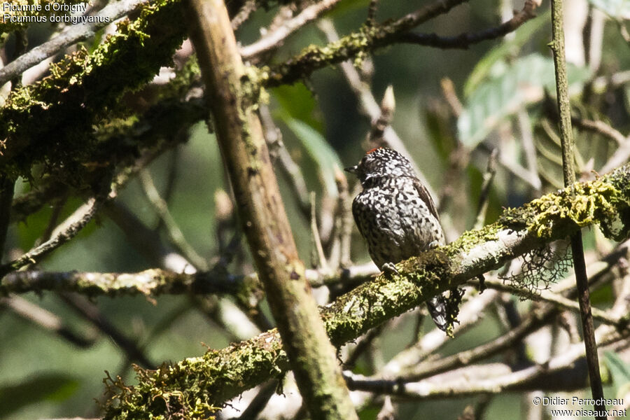 Ocellated Piculet