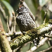 Ocellated Piculet