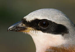 Red-backed Shrike