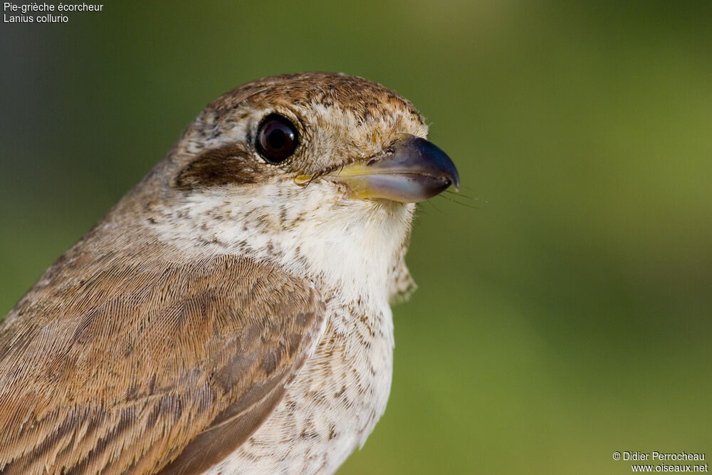 Red-backed Shrike