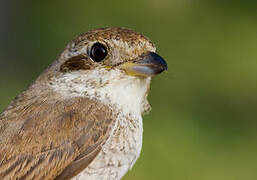 Red-backed Shrike