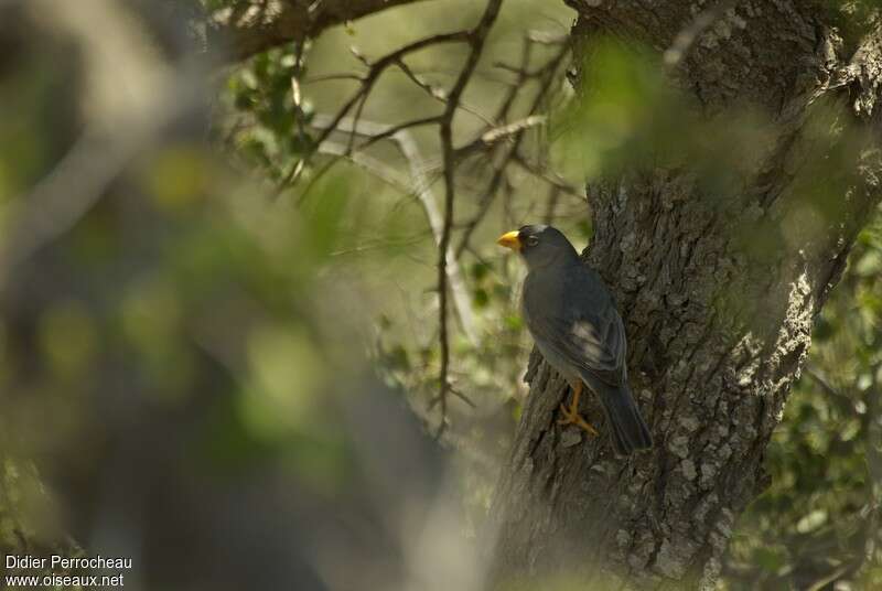 Cinereous Finch