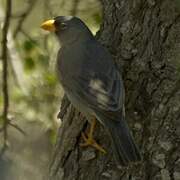 Cinereous Finch