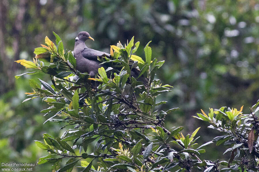 Pigeon à queue barréeadulte, habitat