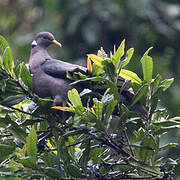 Band-tailed Pigeon