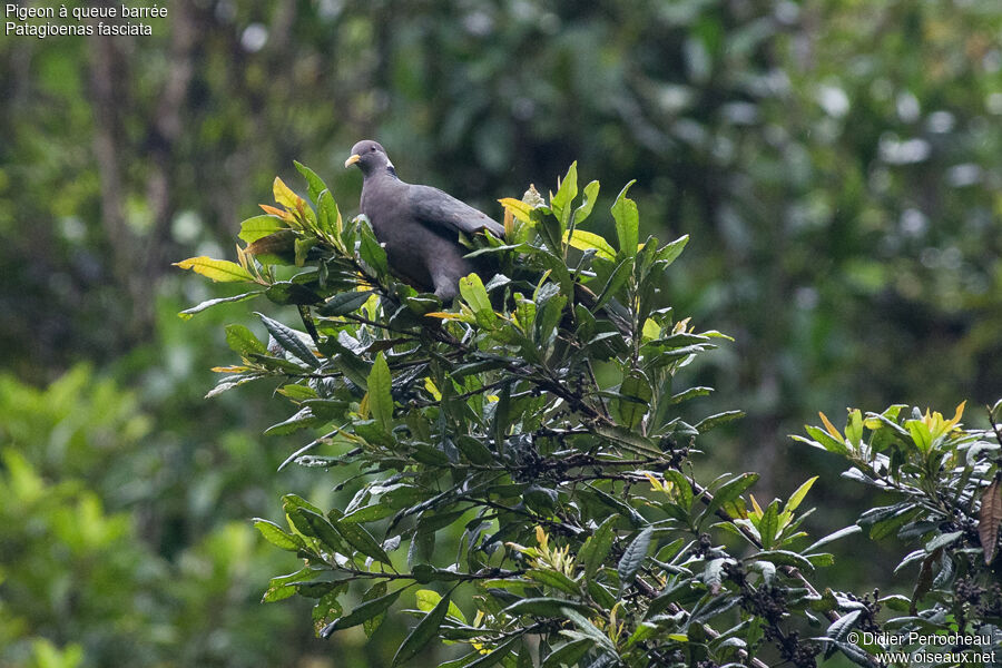 Pigeon à queue barrée