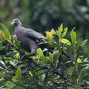 Band-tailed Pigeon