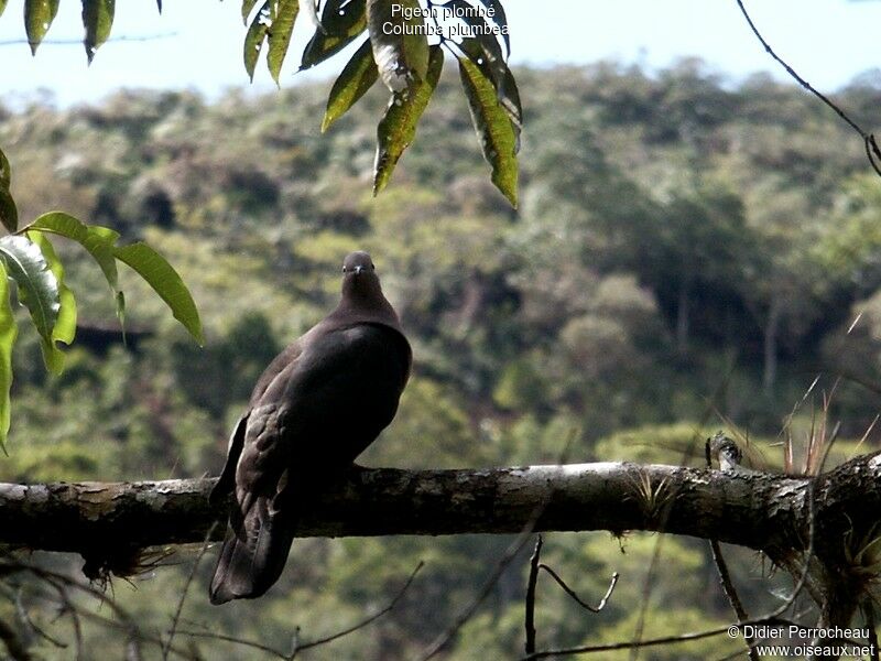 Plumbeous Pigeon