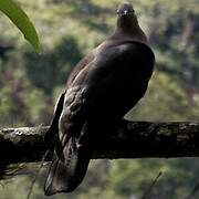 Plumbeous Pigeon