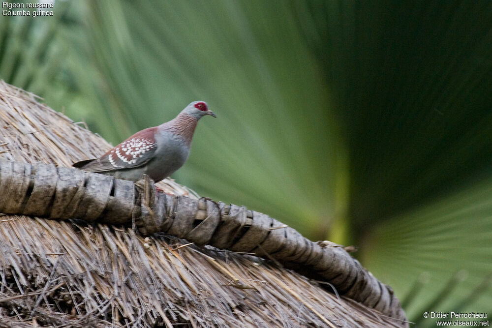 Speckled Pigeon